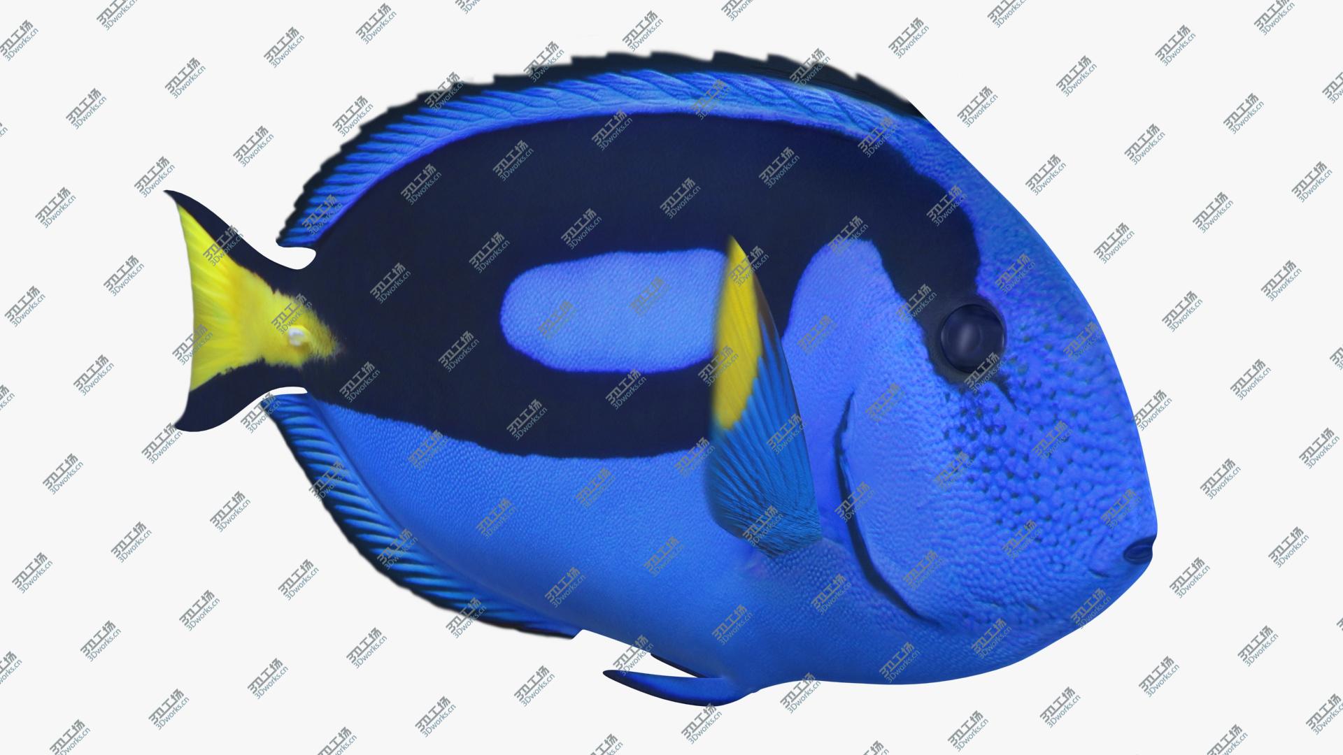 images/goods_img/202105071/Blue Tang (Animated) 3D/2.jpg